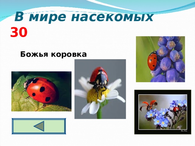  В мире насекомых  3 0   Божья коровка   