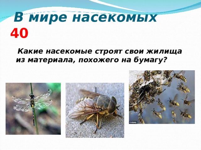  В мире насекомых 4 0  Какие насекомые строят свои жилища из материала, похожего на бумагу?     