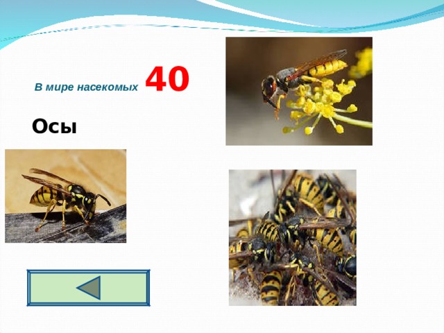  В мире насекомых  4 0  Осы   