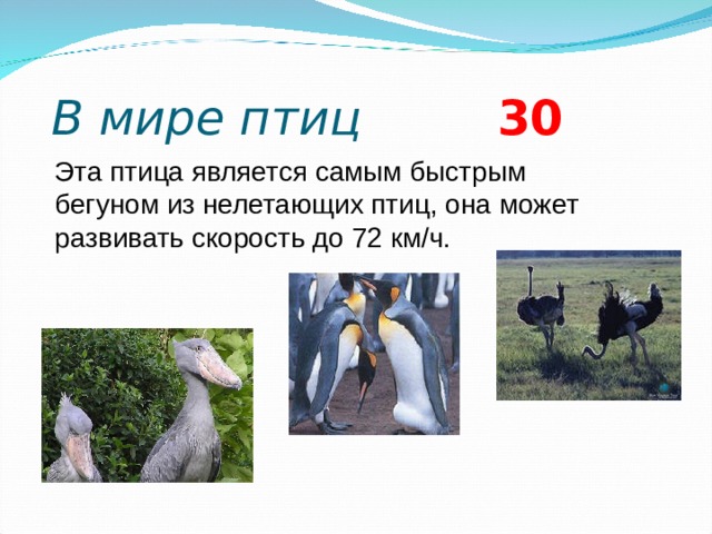  В мире птиц 3 0 Эта птица является самым быстрым бегуном из нелетающих птиц, она может развивать скорость до 72 км/ч.   