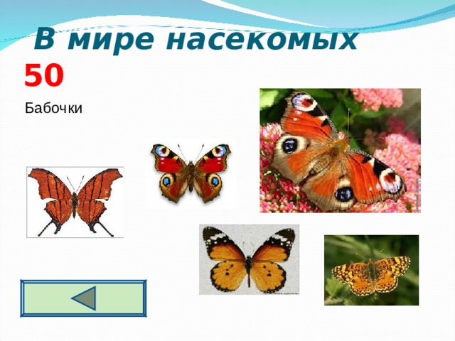  В мире насекомых  5 0 Бабочки     