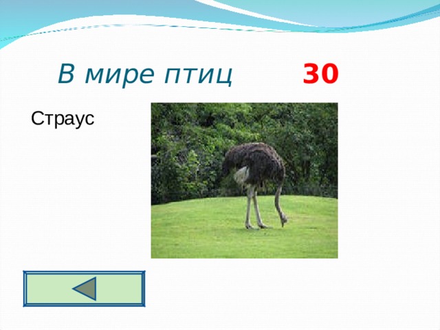 В мире птиц 3 0 Страус  