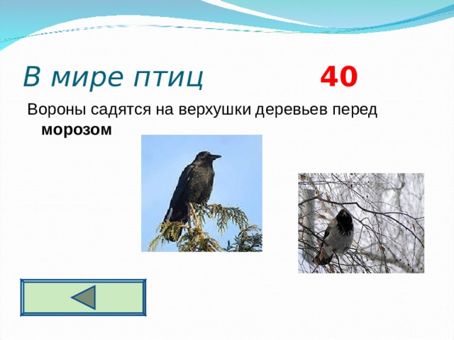 В мире птиц 4 0 Вороны садятся на верхушки деревьев перед морозом   