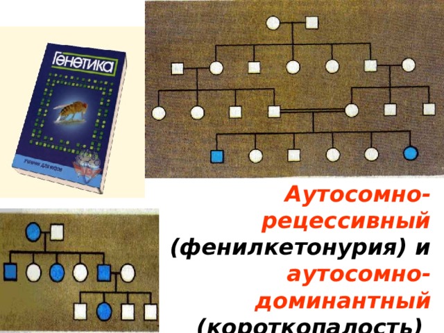 Аутосомно- рецессивный (фенилкетонурия) и аутосомно- доминантный (короткопалость) типы наследования признаков 