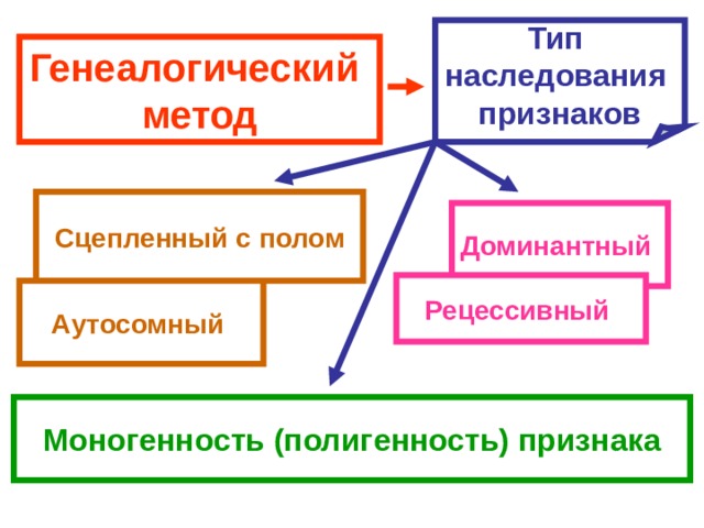 Тип наследования признаков Генеалогический метод Сцепленный с полом Доминантный Рецессивный Аутосомный Моногенность (полигенность) признака 