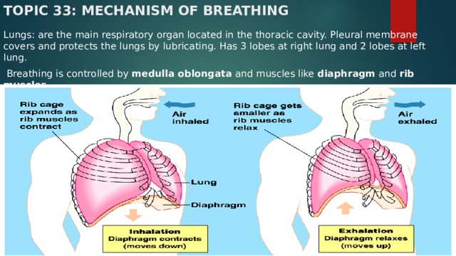 Topic 33: Mechanism of Breathing   Lungs: are the main respiratory organ located in the thoracic cavity. Pleural membrane covers and protects the lungs by lubricating. Has 3 lobes at right lung and 2 lobes at left lung.   Breathing is controlled by medulla oblongata and muscles like diaphragm and rib muscles .  Inhalation (inspiration) vs Exhalation (expiration) 