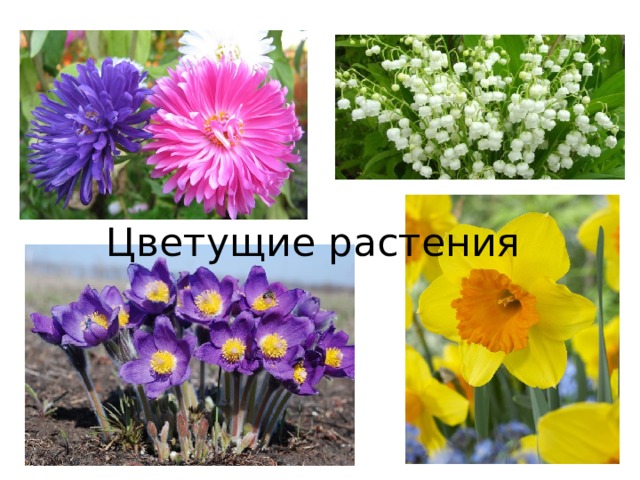 Цветущие растения 