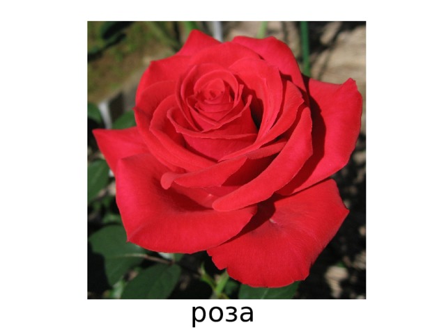 роза 