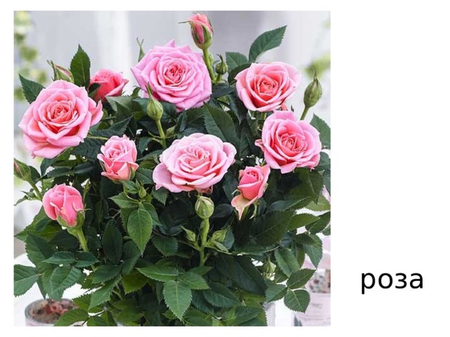 роза 