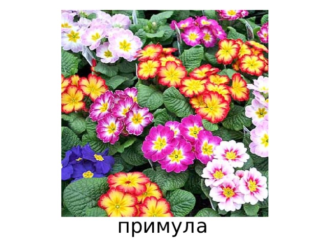 примула 
