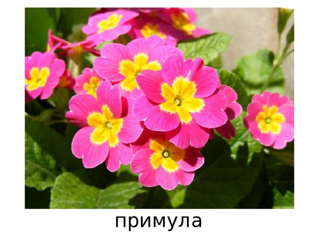 примула 