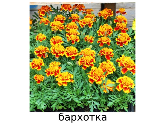 бархотка 