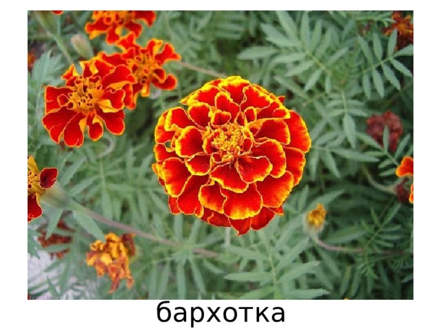 бархотка 