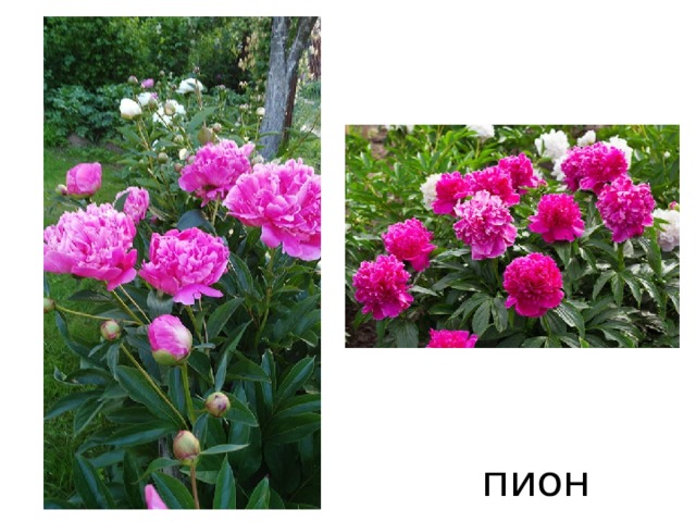 пион 