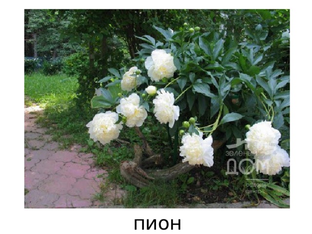 пион 
