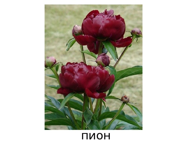 пион 