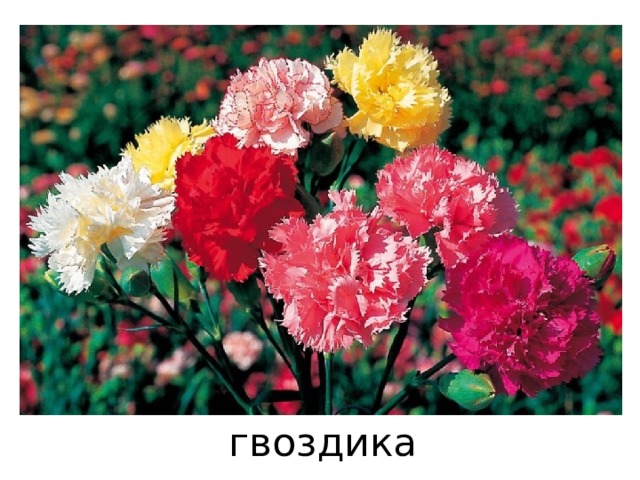 гвоздика 
