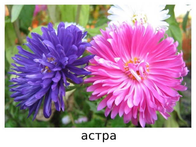 астра 