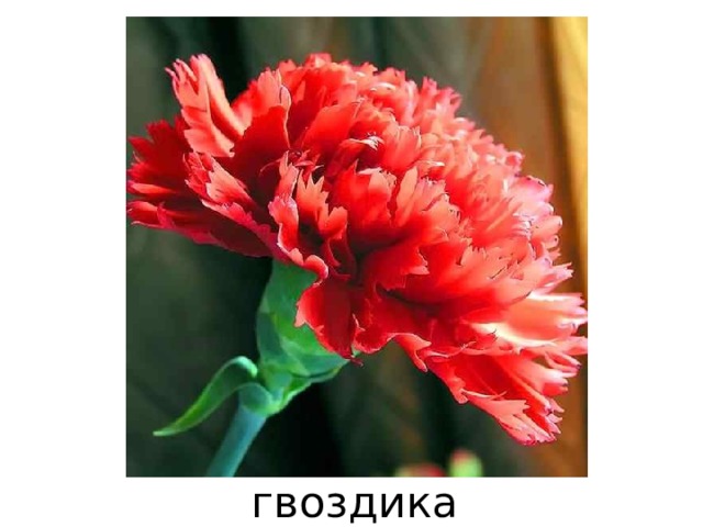 гвоздика 