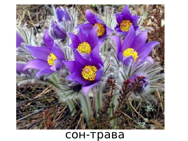 сон-трава 