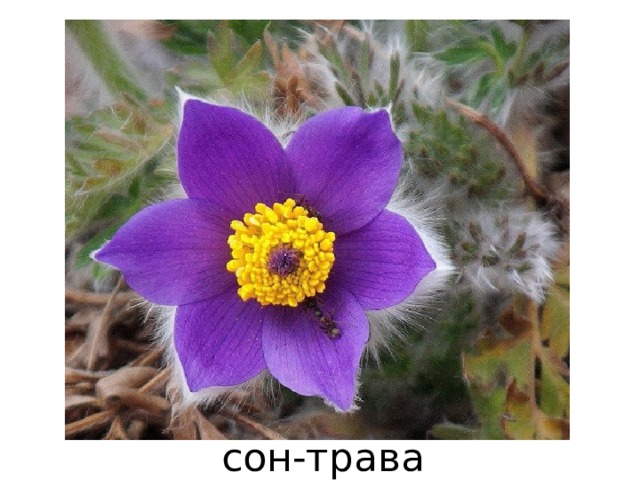 сон-трава 