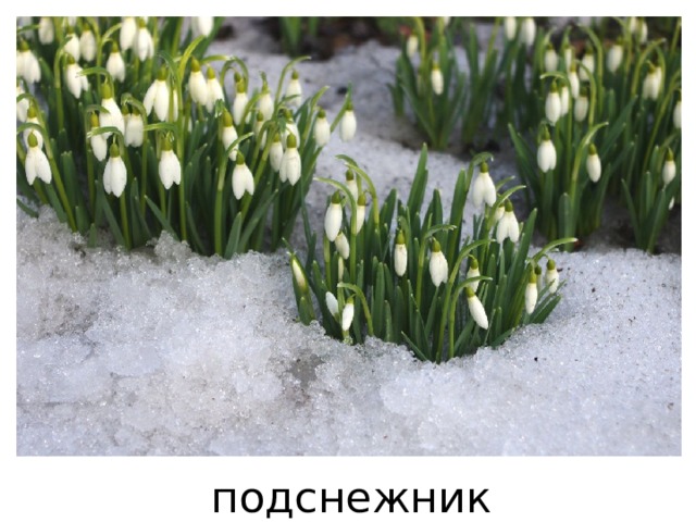 подснежник 