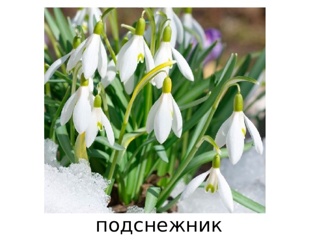 подснежник 