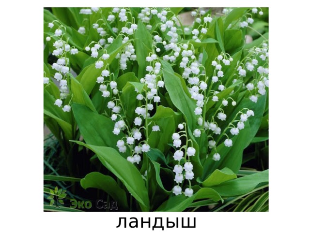 ландыш 