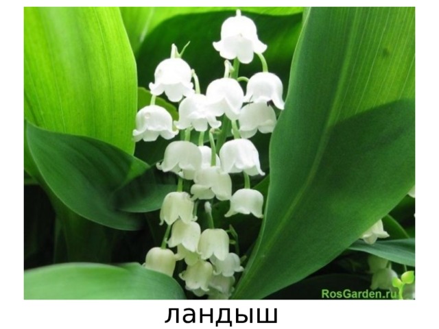 ландыш 