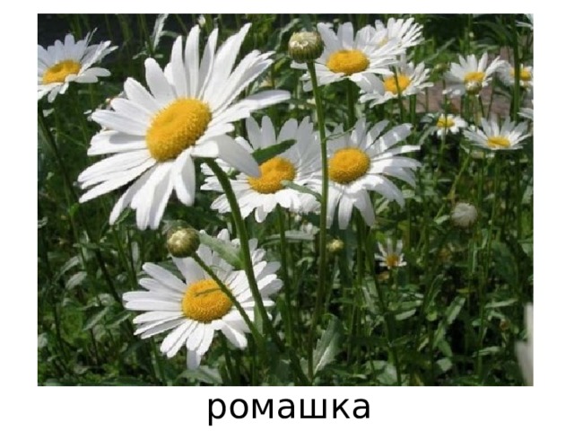 ромашка 