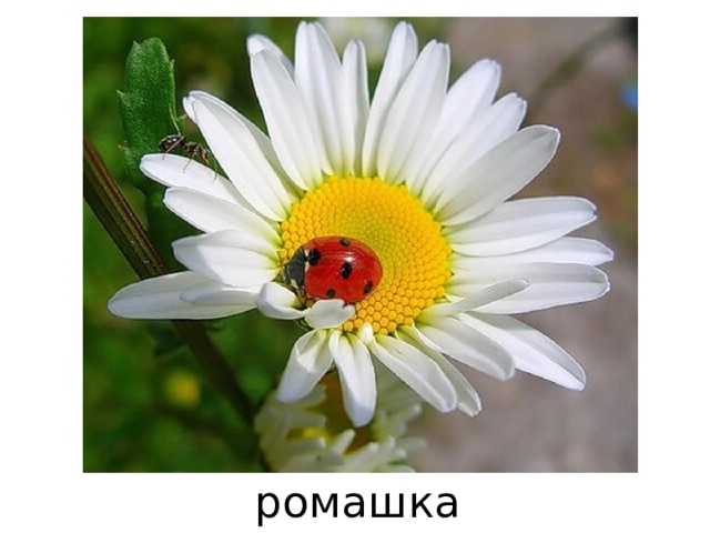 ромашка 
