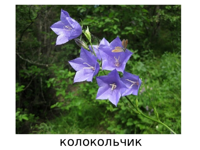 колокольчик 