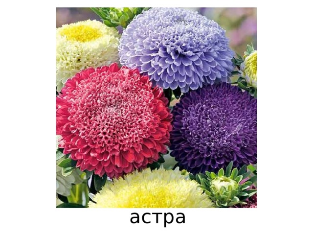 астра 