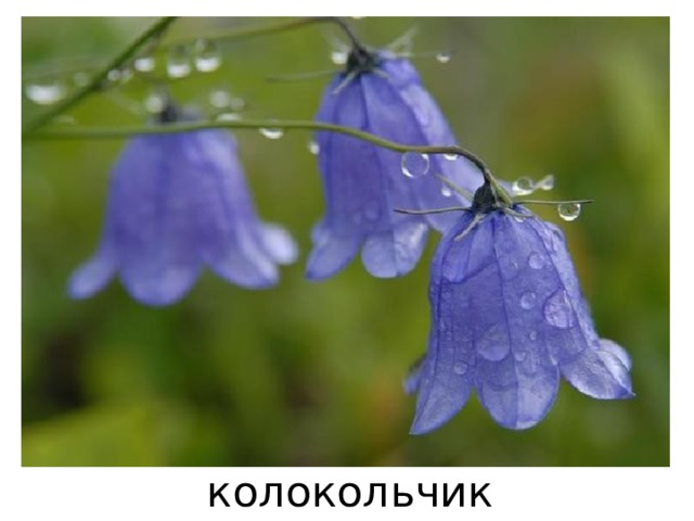 колокольчик 