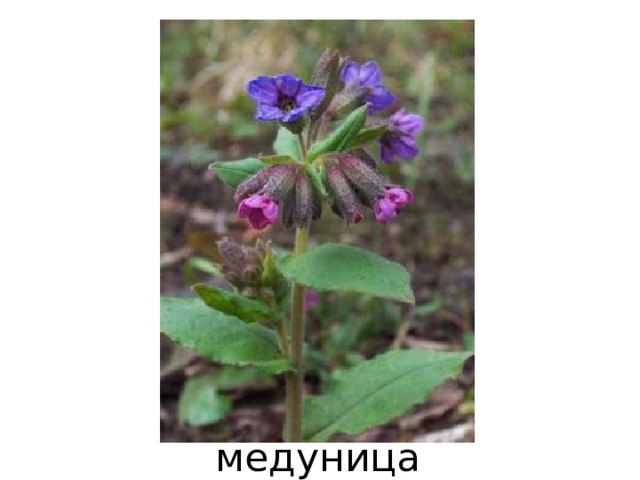 медуница 