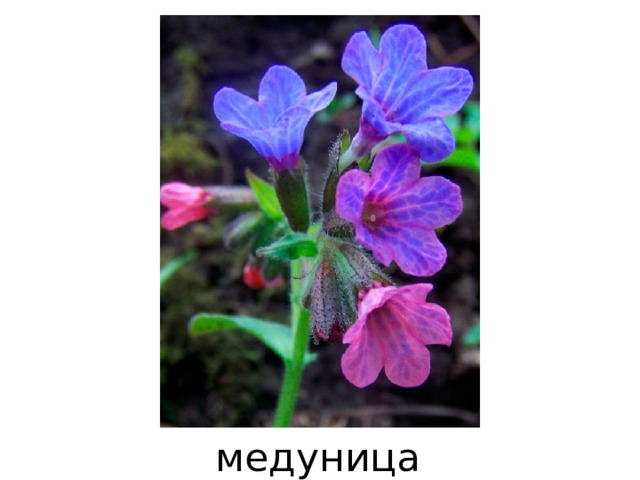 медуница 