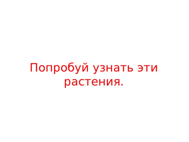 Попробуй узнать эти растения. 