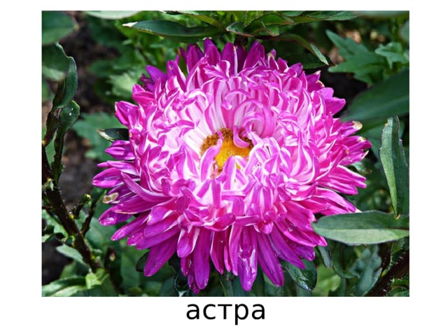 астра 