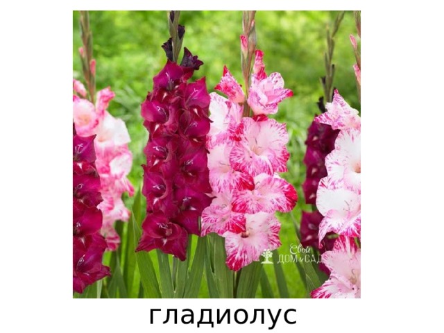 гладиолус 
