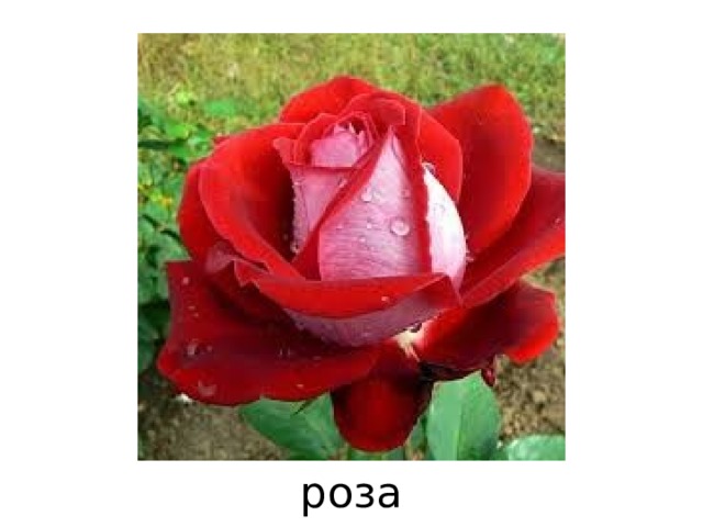 роза 