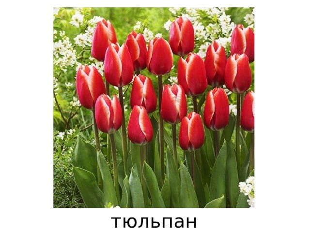 тюльпан 