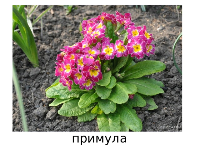 примула 
