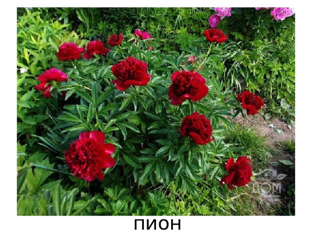 пион 