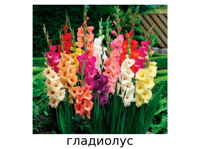 гладиолус 