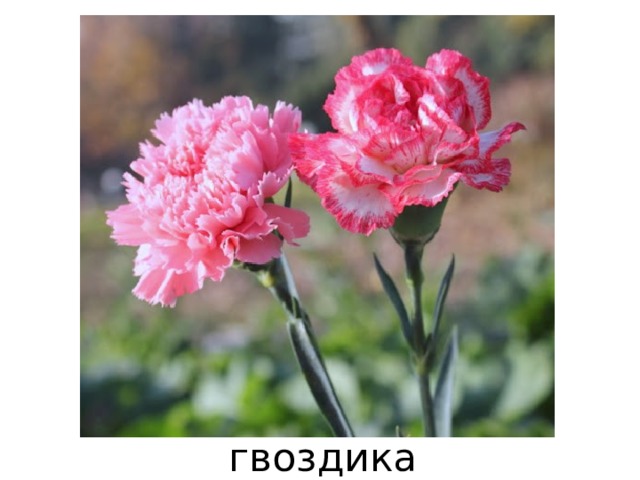 гвоздика 