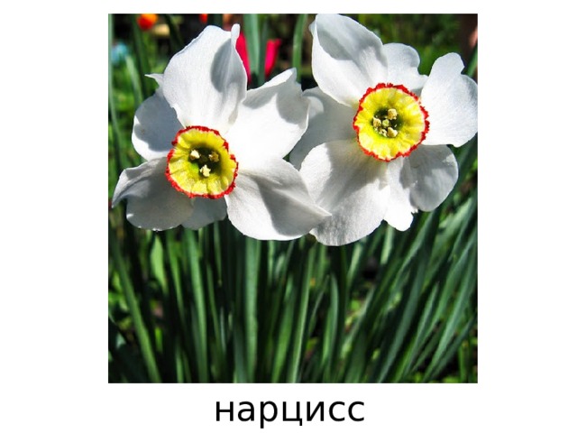 нарцисс 