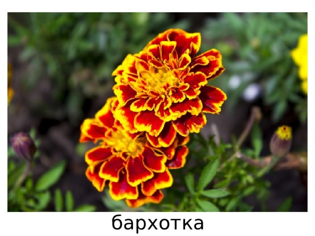 бархотка 