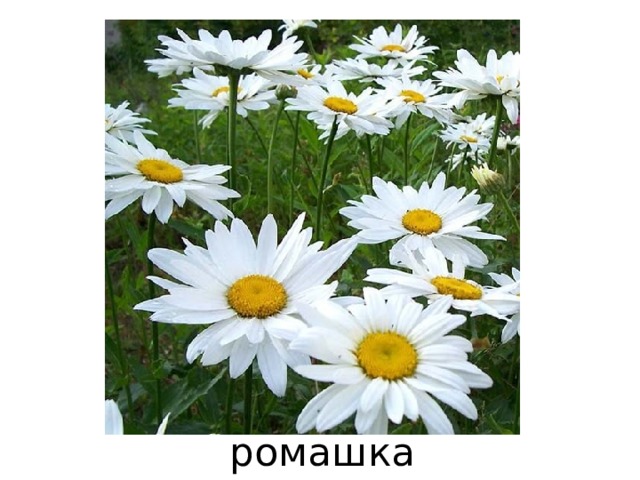 ромашка 