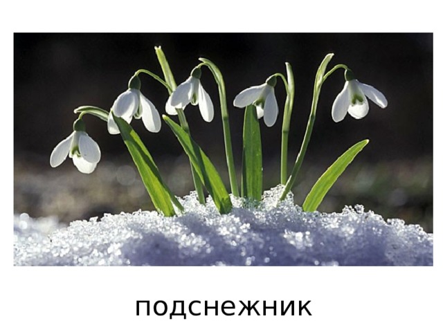 подснежник 