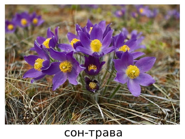 сон-трава 
